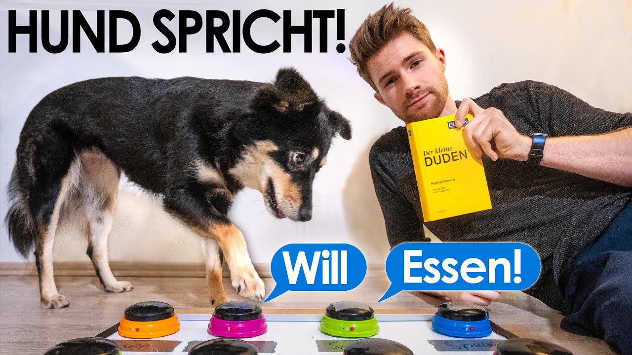 Ich bringe meinem Hund sprechen bei | Ein Experiment