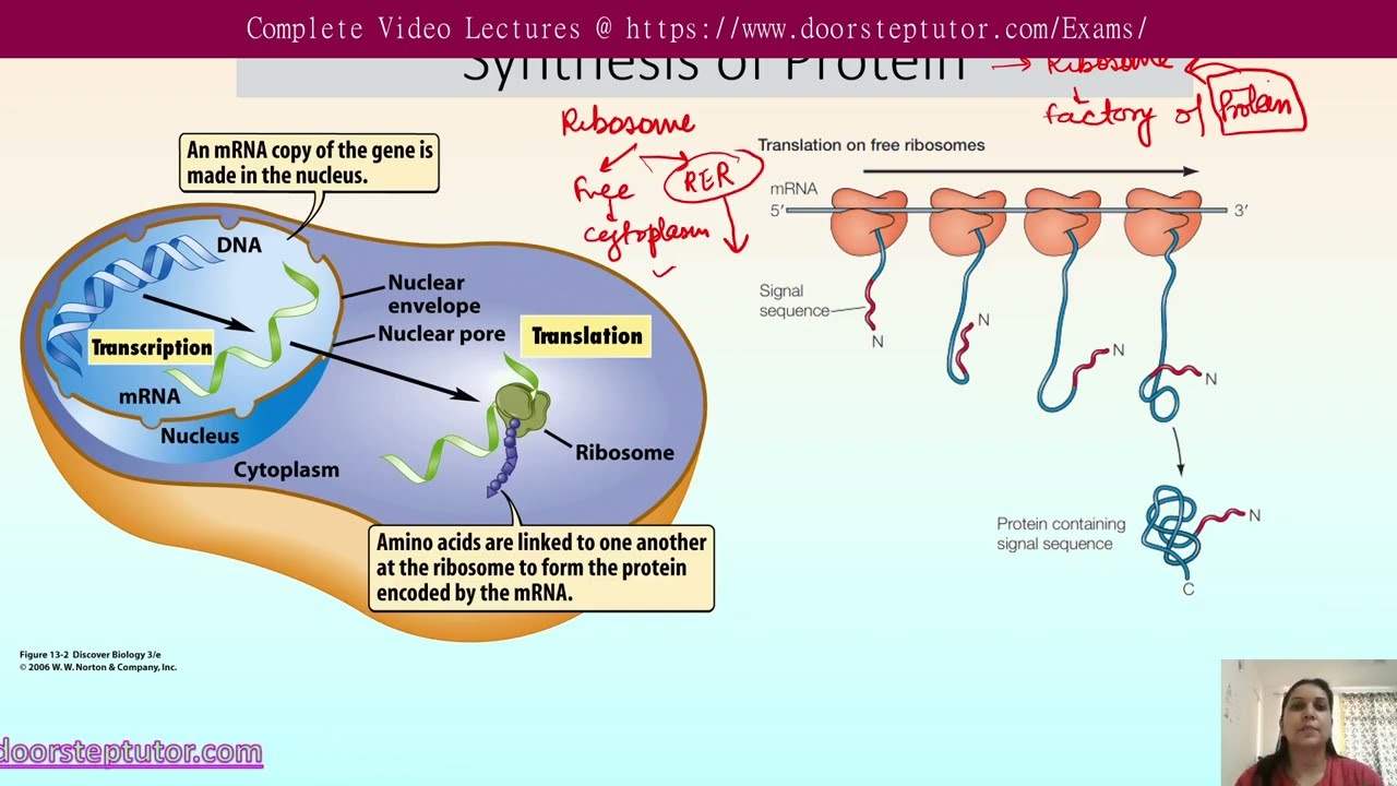 Mechanism of Sorting and Regulation in Intracellular Transport | CSIR Life Sciences