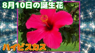 8月10日の誕生花 ハイビスカス どんな花 あなたに送る花言葉は Youtube 8月10日の誕生花 ハイビスカス どんな花 あなたに送る花言葉は Youtube