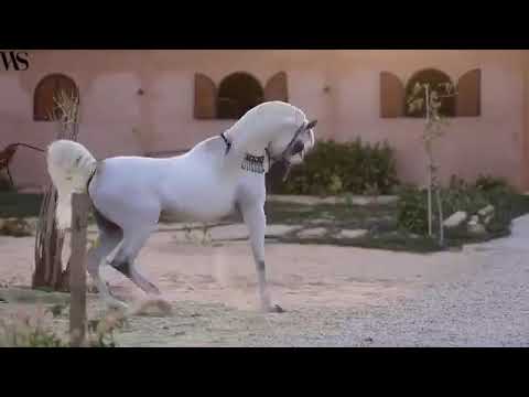 أصالة الخيل العربي تبارك الله
