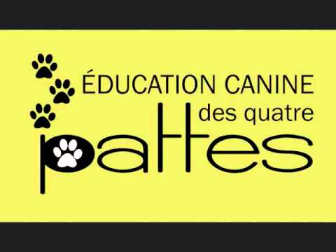 Comportement canin : Que faire si mon chien à peur des Comportement canin : Que faire si mon chien à peur des