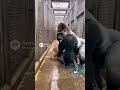 ガラスを粉砕して現れた野生のヒーロー。仲間を守るゴリラの勇姿に全米が震撼 Real Life Hero: Gorilla Breaks Through Wall to Protect Human!