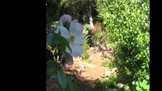 UCSC'S ALAN CHADWICK GARDEN