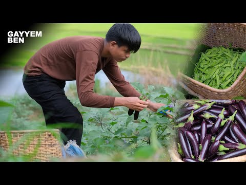 I harvested EGGPLANTS and SNOW PEAS in the garden and cooked for dinner