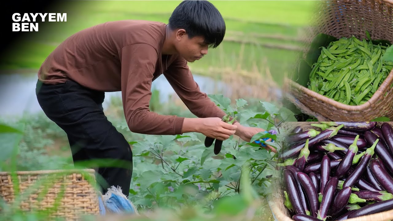 I harvested EGGPLANTS and SNOW PEAS in the garden and cooked for dinner
