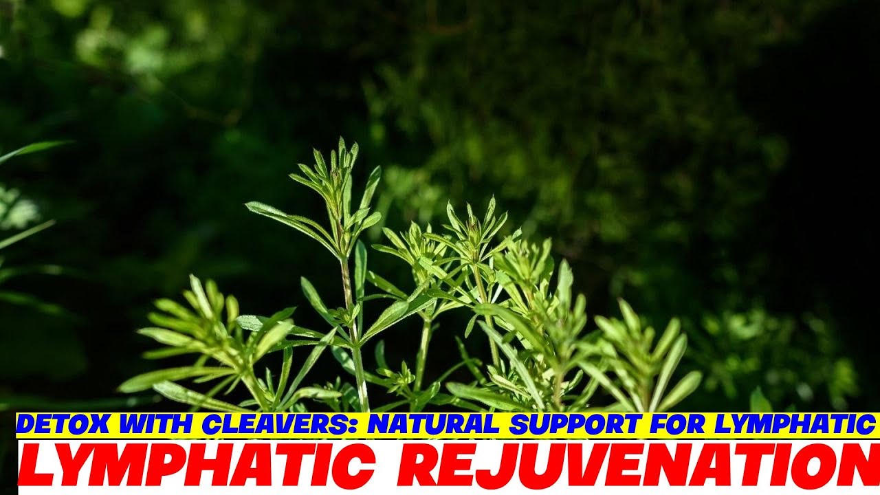 Detox with Cleavers: Natural Support for Lymphatic Health