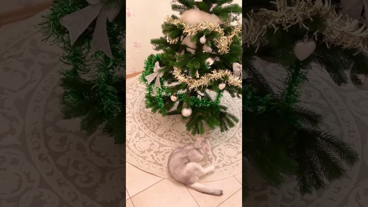 British Kittens Of Cat Kylie 