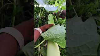 Bottlegourd harvest in egypt home garden Indian vegetables in egypt #tamil #home #plants #garden