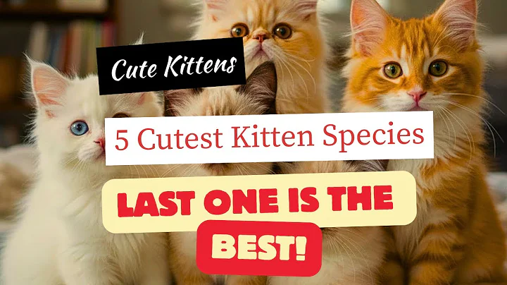 Watch the video about 🐾 5 Cutest Kitten Breeds in the World! 😻✨ | NewFunStories