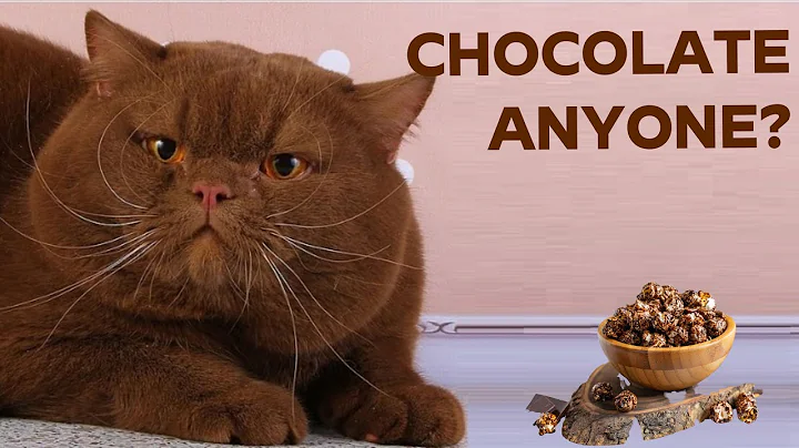 Video 11338531: british shorthair, kitten chocolate, cat