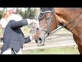 Equine images with crispin parelius johannessen part 3 dance of the fei stewards