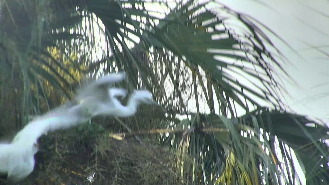 eggs florentine Alligator Swamp and Spoonbills Cam 08-12-2018 05:06:30 - 06:06:31