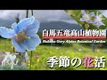 【白馬五竜高山植物園】7月　幻の花と呼ばれる青いケシの花　ハッポウタカネセンブリなど季節の花活をしてきました