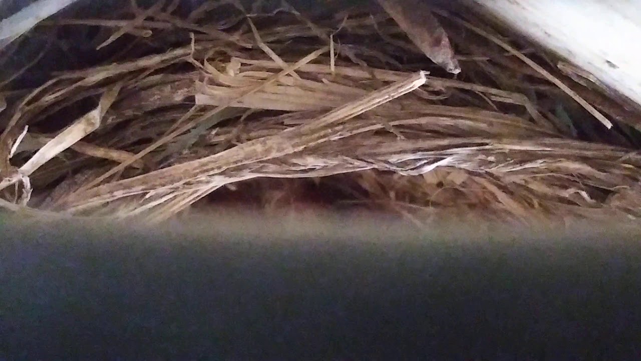 I have a bird nest under my deck! (Read Description) YouTube