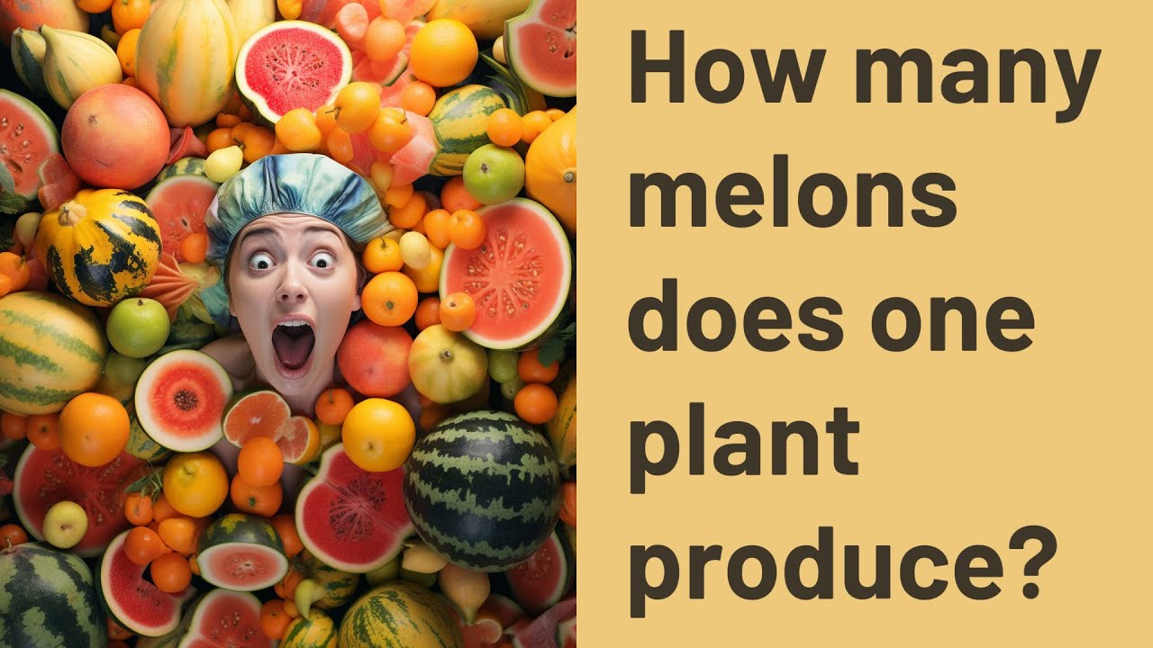 How many melons does one plant produce? YouTube