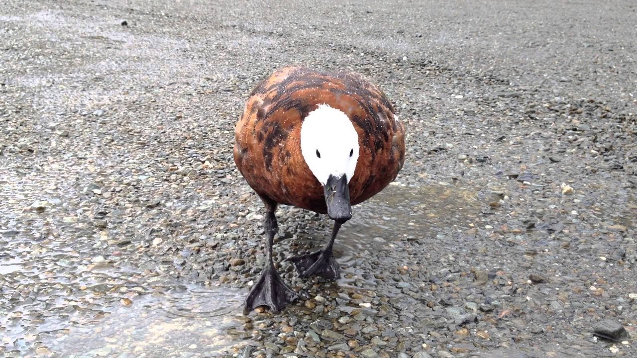 Paradise Shelduck in New Zealand 