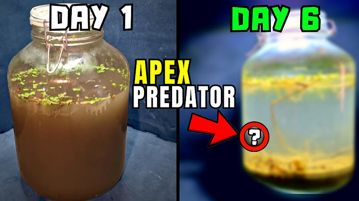 I put nothing but dirt and water from a pond in a jar