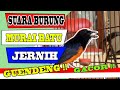 Suara Burung Murai Batu Jernih Suara Air Mengalir Suara Burung Murai Batu Untuk Memancing Mp3 - Mp4 Download