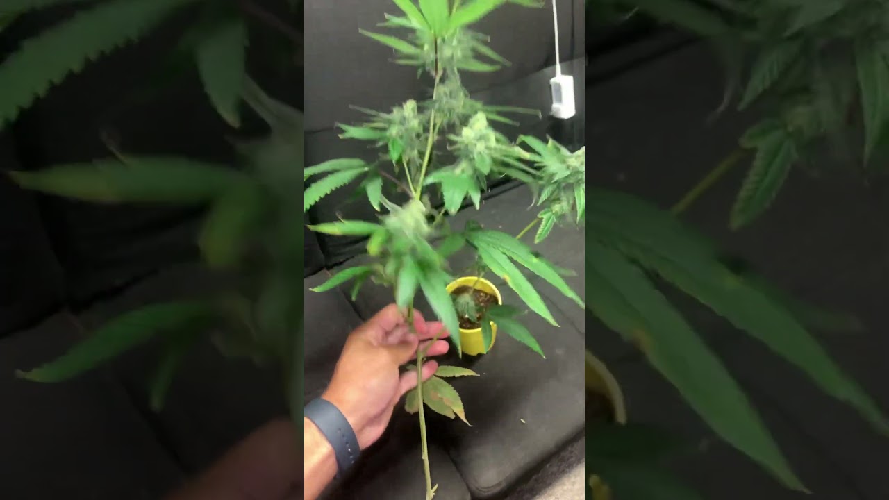 First time growing in a cup was a success