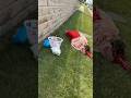 At Least She†S Out Touching Grass 🌠Unlike Some Of Yall🠀 Shorts OD Drugaddiction Funny At Least She†S Out Touching Grass 🌠Unlike Some Of Yall🠀 Shorts OD Drugaddiction Funny