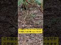 表示された人おめでとうございます！伊勢神宮に金運の神さま現れました🤩#shorts #パワースポット一人旅
