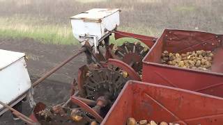 Культивация и посадка картошки