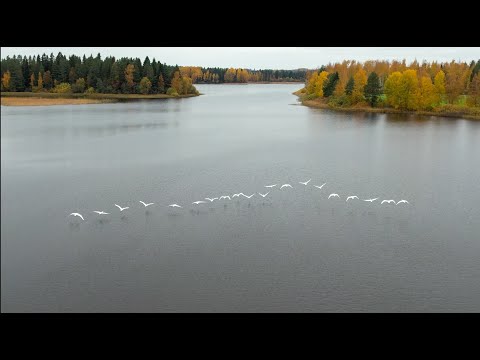 Video: Kuinka tehdä Nigerian kakku: 12 vaihetta (kuvilla)