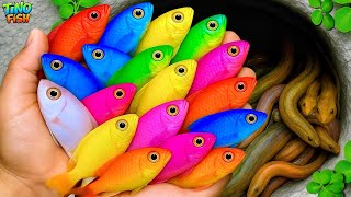 I get colorful ornamental fish in tiny pond, baby turtle, goldfish, platy fish, glass fish, eel, koi