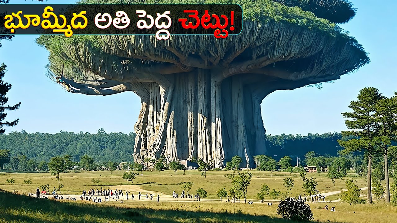 భూమ్మీద అతి పెద్ద చెట్లు ఇవే..! | These Are the Biggest Trees on Earth!