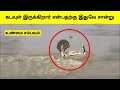       unbelievable moments caught on camera  tamil wonders