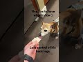 My dog needs a wheelchair? Doggo shorts