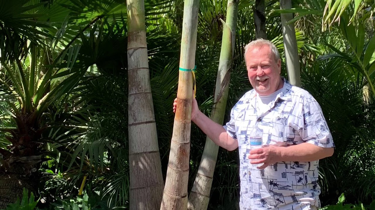 Planting new triple foxtail palm in Clearwater, Florida