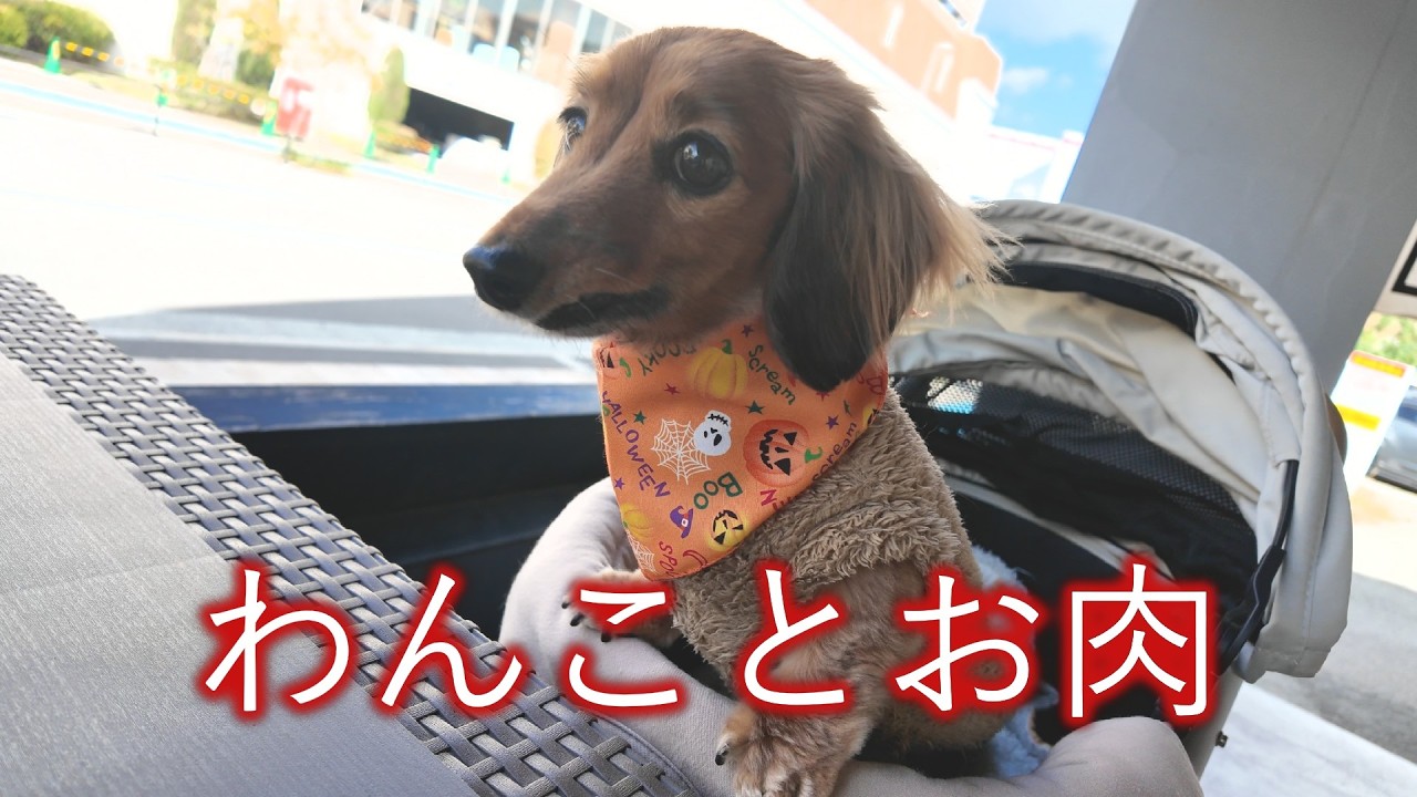 【パパ誕生日】わんこメニューありの焼きしゃぶ店でお祝いしました【カニンヘンダックスえびすの日常】