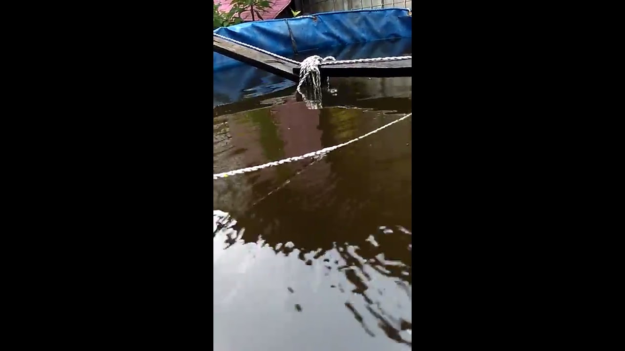 Kolam terpal (bundar) udang vaname 