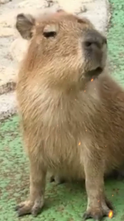 Cute Baby Capybara  sound