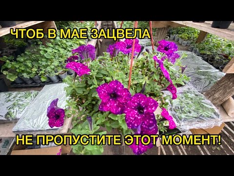 Правильные сроки укоренения вегетативной петунии