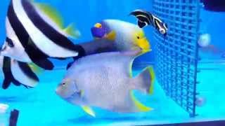 20151020 新進靚魚+庫存