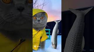 Утренние кошачьи новости. Выпуск 18