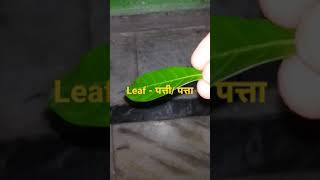 Word Meaning for Beginners in Practically