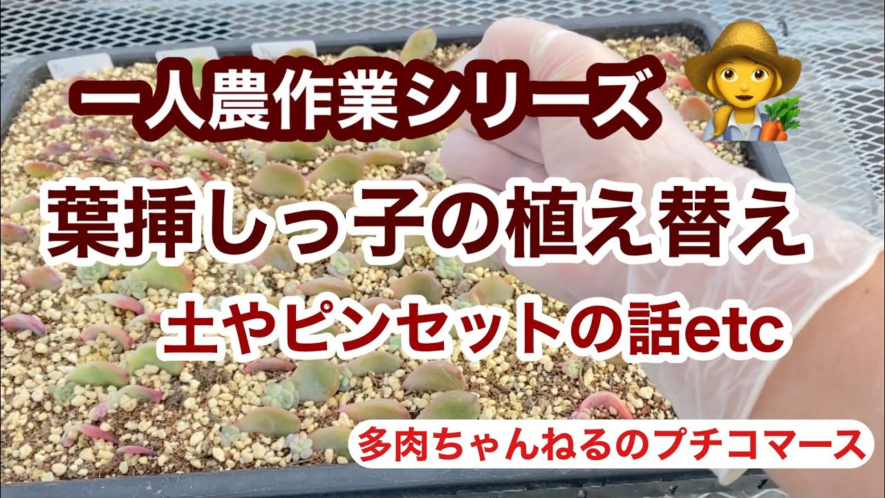 多肉植物】一人農作業シリーズ👩‍🌾葉挿しっ子の植え替え❣️土や