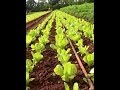 Agroecología en Cuba: Lo que el Jíbaro Debe Aprender del Guajiro