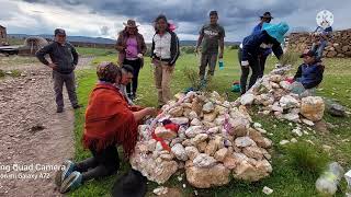Señalada de Llamas y Ovejas Flia Mamani Ene/22