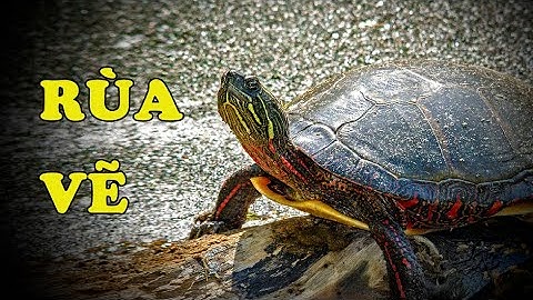 Tìm hiểu về Rùa Vẽ | Loài rùa tuyệt đẹp | Hoàng Long Family