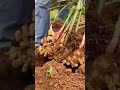 ginger harvest with very satisfying results - agriculture - farming #shorts