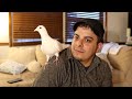 My Pet Dove - White Racing Pigeon - Cute, I know.