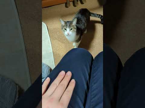 呼ぶと来るキジ猫 - Lap Cats Ohagi - #Shorts