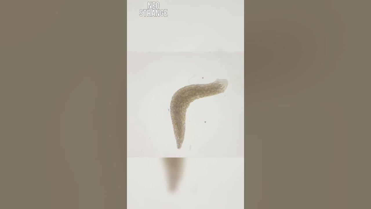 what-kind-of-regeneration-ability-does-planaria-have-shorts-viral