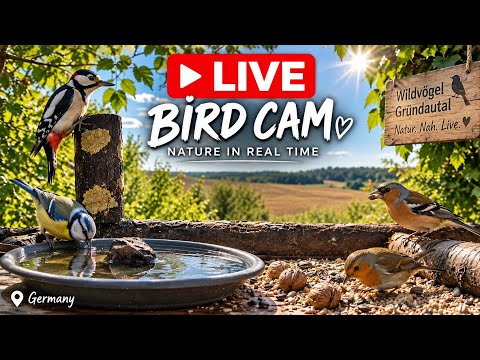 Gründau Valley Wildlife Feeder live cam preview