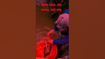 Bài mồi câu cá chép hiệu quả.( Nước xanh, sữa vương, mật mía)