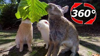 VR 360° | I love cabbage! Look at how much the rabbit eats.